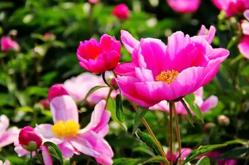 2019年5月19号七彩雅安芍药花观赏