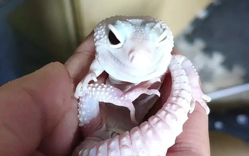 宿舍里新来的的超级暴风雪守宫