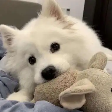 头像|2021年微信老虎头像图片 威武霸气凶猛的老虎 第277期