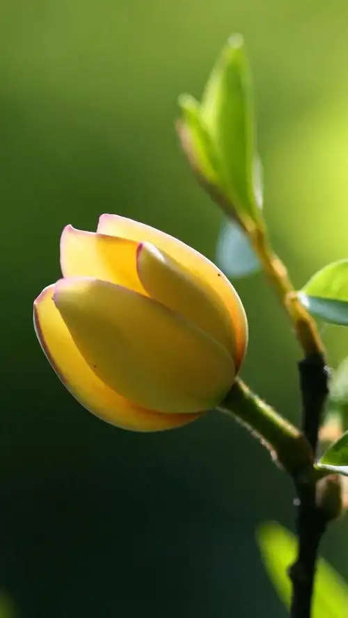 唯美含笑花,高清图片,手机锁屏桌面-壁纸族