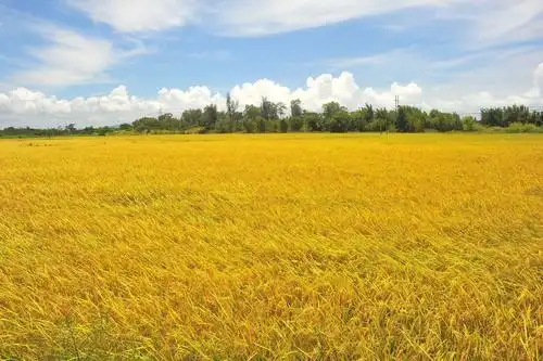 又是一年早稻丰收季——台山市乡村2020年水稻成熟季节风光记录.