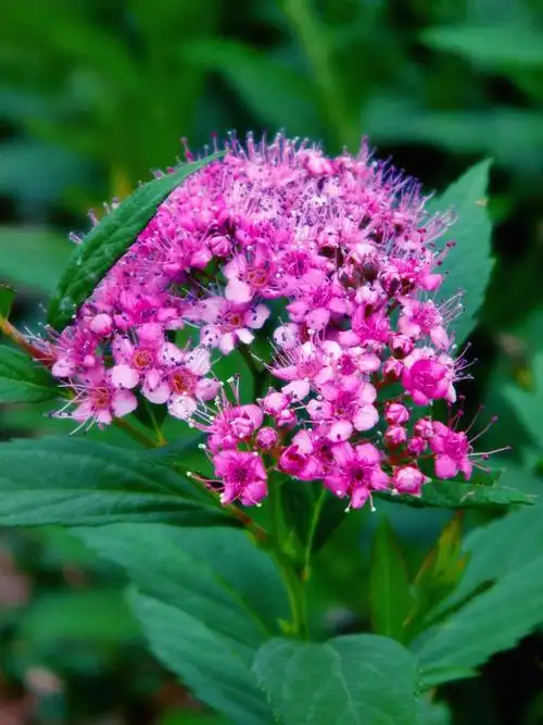 粉花绣线菊(双子叶植物纲蔷薇目植物)_尚可名片