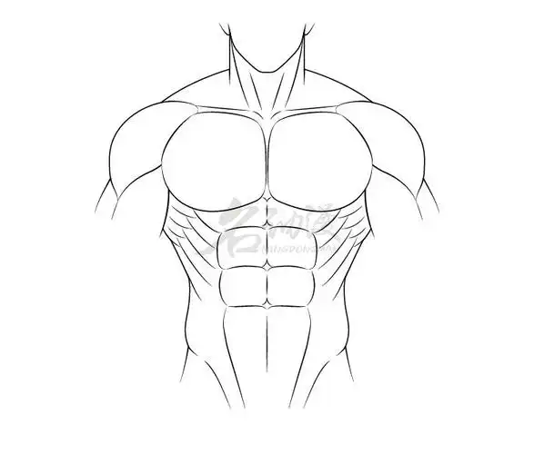 人体肌肉绘画技法教你画超简单人体肌肉