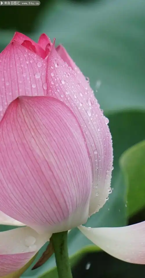 粉色荷花带水珠的图片