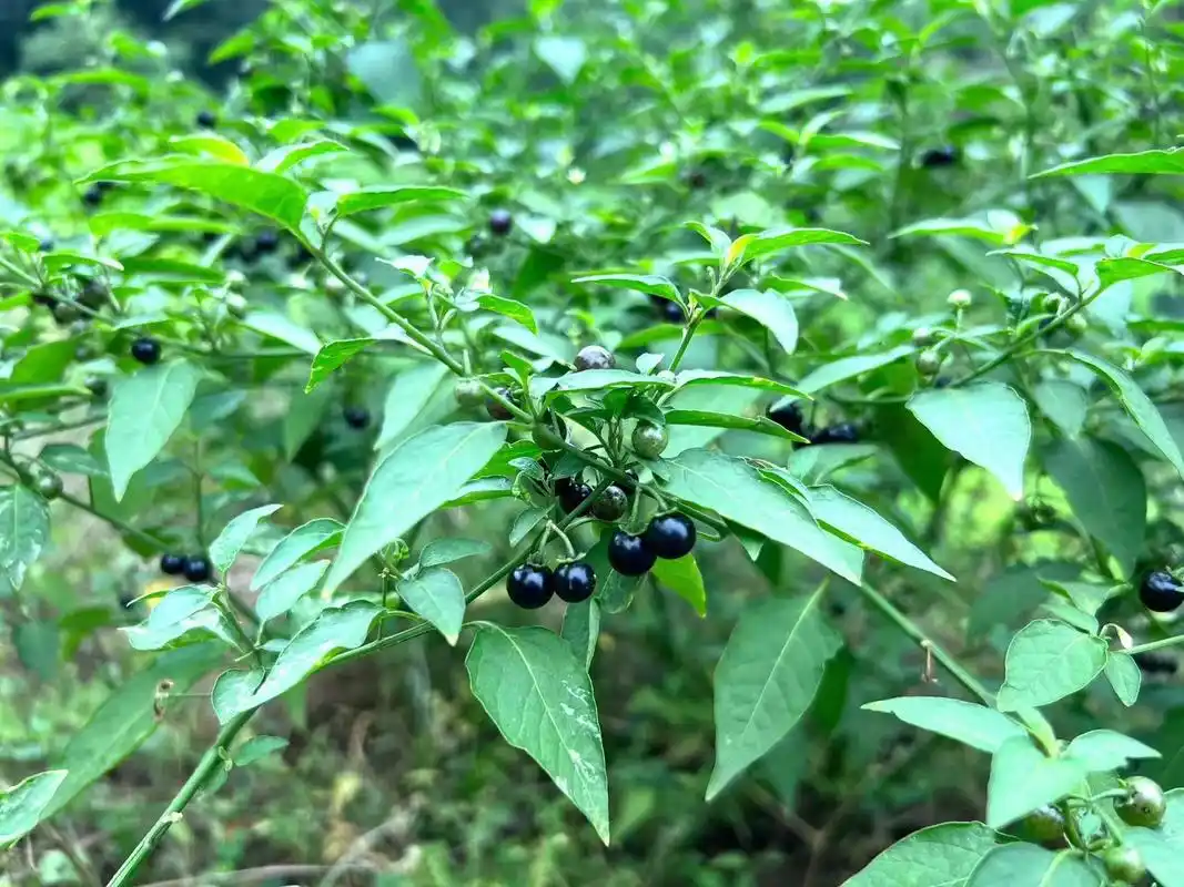 一味不起的抗癌中药——龙葵