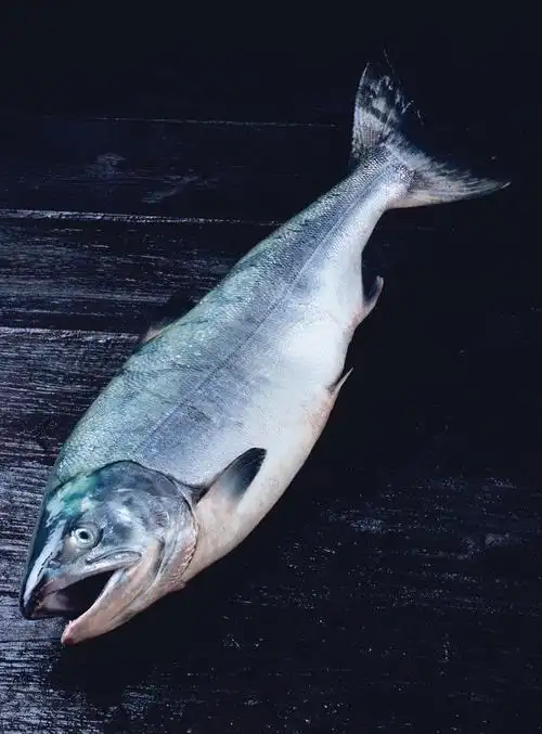 大马哈鱼为什么能找到回家的路? - 我爱学习网