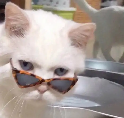 有没有很拽的小狗,小猫的头像06