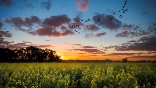 日落,油菜田,树木,天空,云,鸟 壁纸 - 1600x900