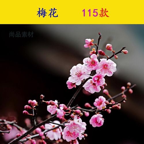 梅花腊梅红梅白梅素材图片ps作图花朵桌面自然风景背景115款