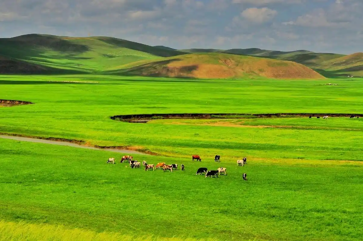 内蒙古大草原就像绿色的海,内蒙古三大草原呼伦贝尔大草原,锡林郭勒