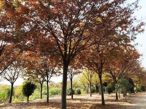 红榉树,红榉苗木,镇江榉树基地-句容市天王镇顺天意苗木种植基地_东方