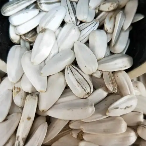 瓜子小油嗑小油葵生小白子生葵花籽小毛三道道门瓜子