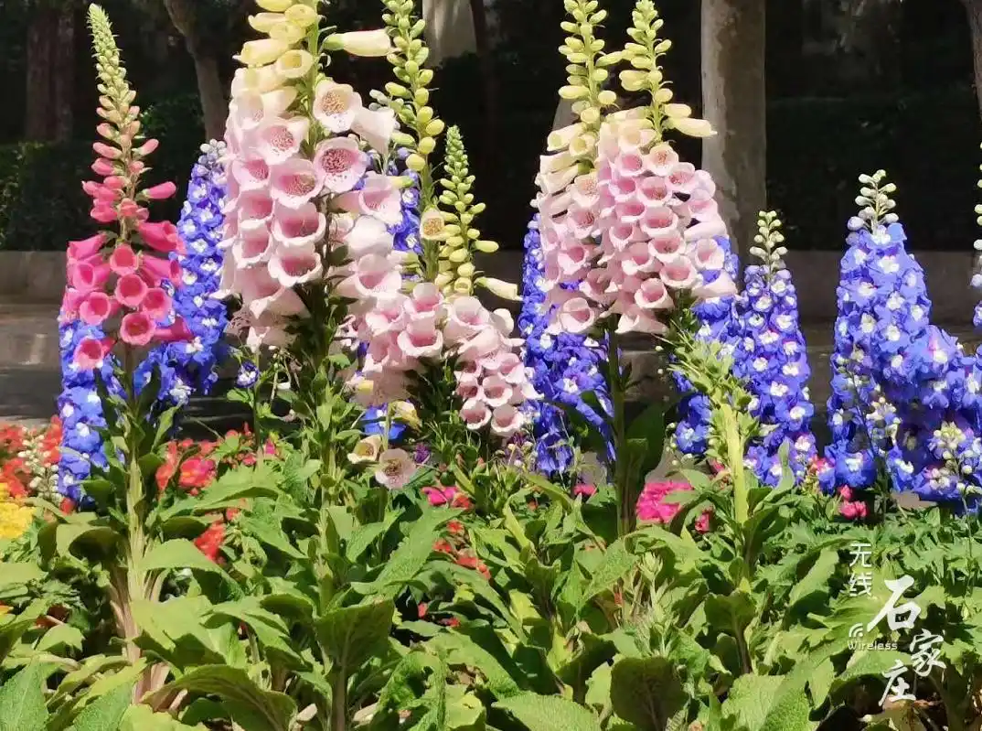 打造北方花城25254万株时令花卉五一亮相石家庄