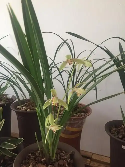 黄金彩虹还是非常好养的兰花品种,植株壮壮的,根系很发达,长势也旺,对