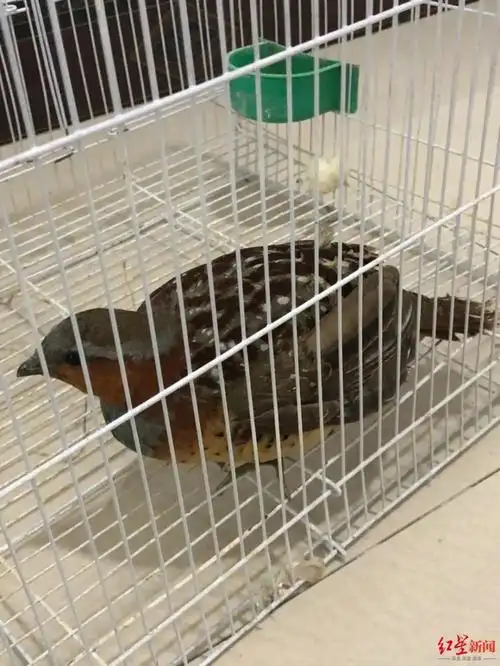 犯罪嫌疑人诱捕的野生竹鸡破获这起非法狩猎案的线索,源于一名群众