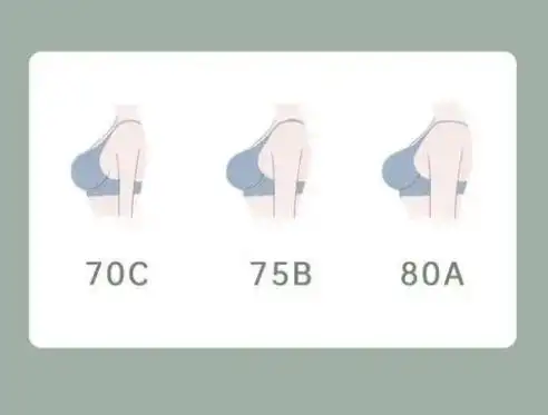 75b胸围是34还是36