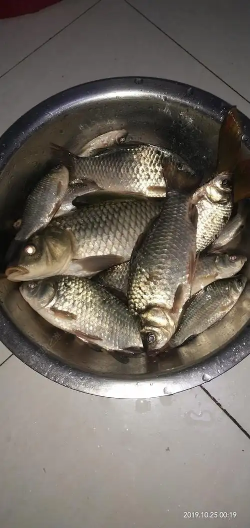 晒晒今晚夜钓鱼获