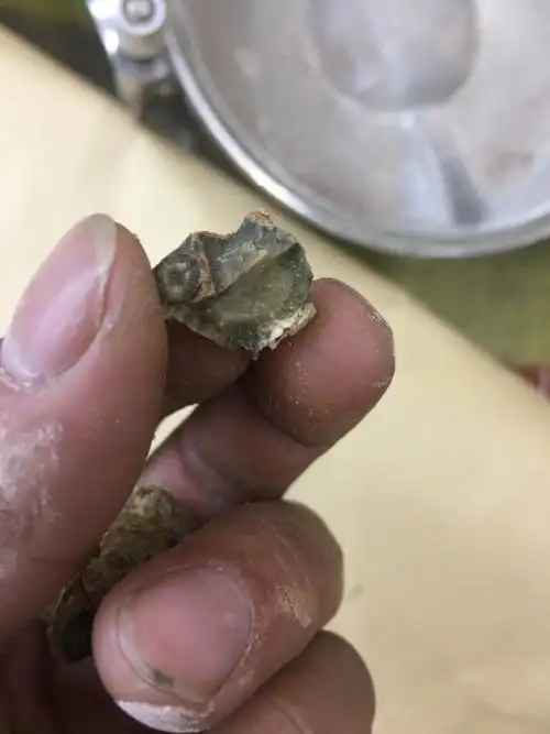 请问这个样子的三七是不是发霉的?