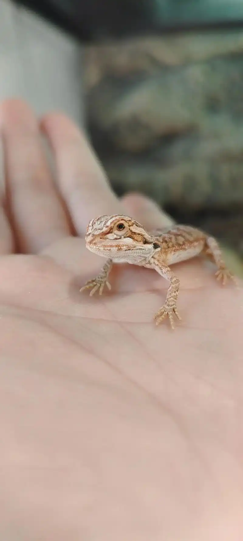 鬃狮蜥蜴小时候的样子.#萌宠 #爬宠 #异宠 #爬行动物 # - 抖音
