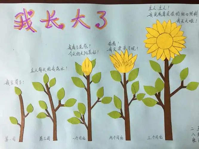也有同学与家长绘制出了植物的生长过程,真是生动形象.