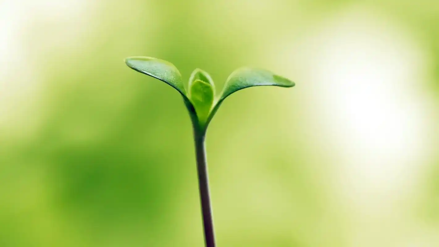 走过绿意小清新绿色1920*1080高清壁纸