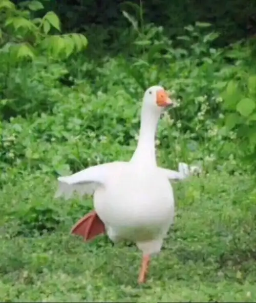 有意思的搞笑沙雕头像