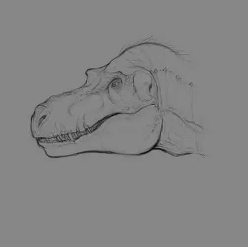 剑齿虎素描简笔画