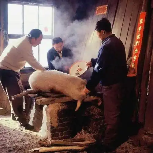 1/ 12 80年代东北农村老照片:杀年猪喽,自家养的肥猪,就等着过年呐.