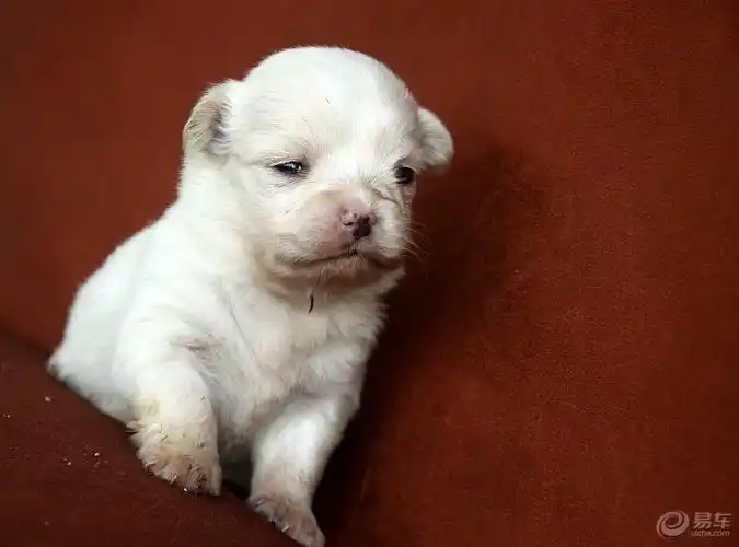 【欢乐萌宠第七季】萌萌狗狗