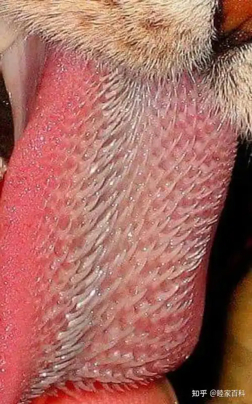 猫科动物舌头上的倒刺有什么用