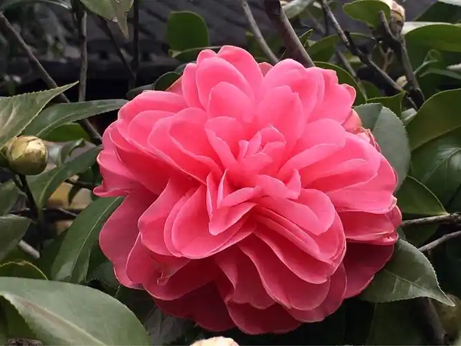 其它 山茶花 写美篇山茶花开花于冬春之际,花姿丰盈