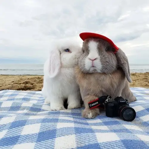 萌萌的两只小兔子好可爱.