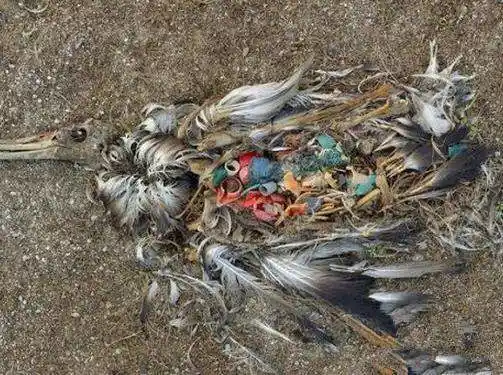 直击环境污染对动物造成伤害的画面