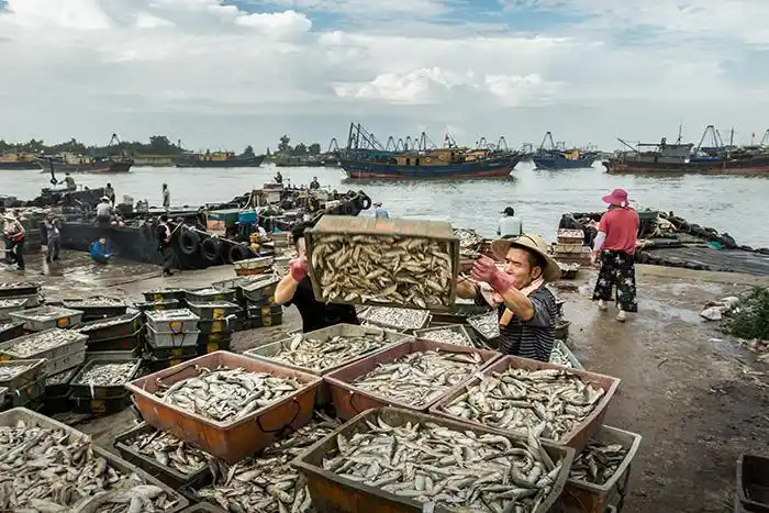 收鱼忙-第四届"大美渔村 平安渔业"中国渔业征稿区-大众摄影网