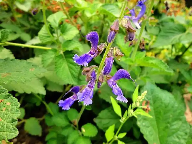 丹参植物景观随拍