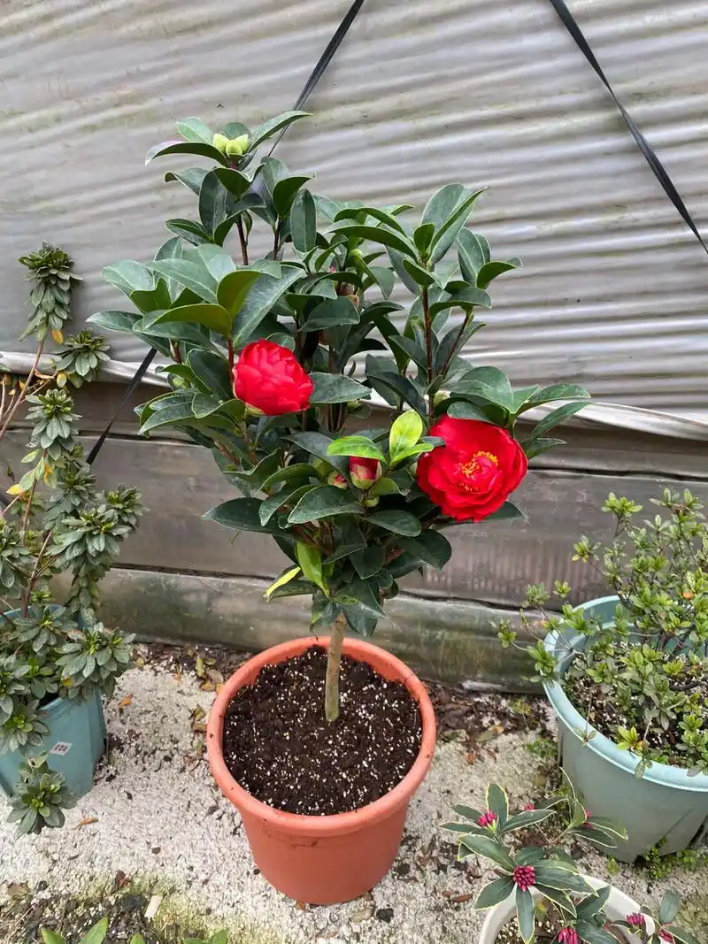 四季茶花,据说夏天秋天也能开 这个花型和颜色都还蛮好看的,四季开花