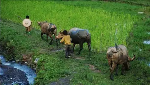 于都农村娃小时候的放牛经历那是童年最美好最难忘的记忆