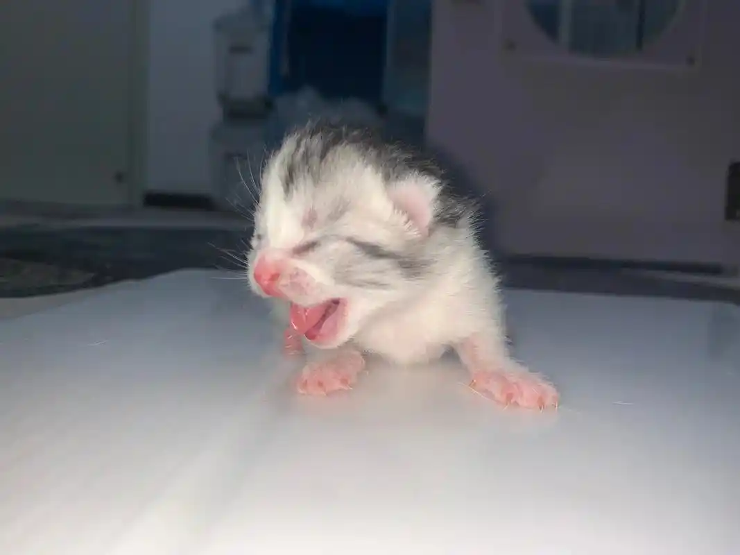 小奶猫的成长日记 新出生的小奶猫#可爱到爆炸99 #美短  - 抖音