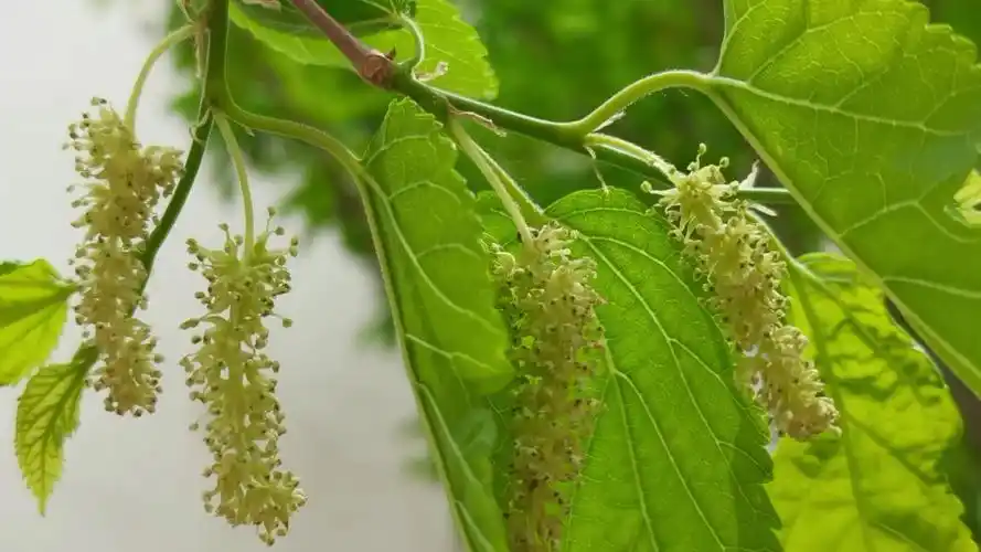 桑树花原创视频