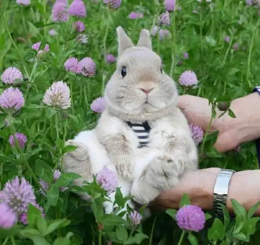 带上兔子去旅行inskumagoro