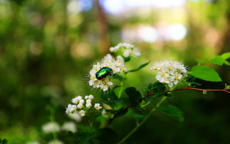 金花金龟和石蚕叶绣线菊