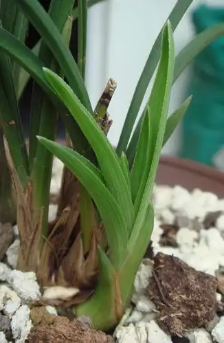 漂亮赌草,并不看好-春兰篇-中国兰花交易网社区