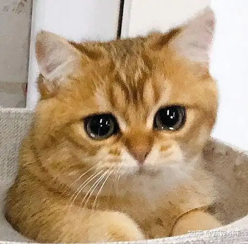 注意晚上哭泣的是公猫还是母猫这些声音千万别忽略了