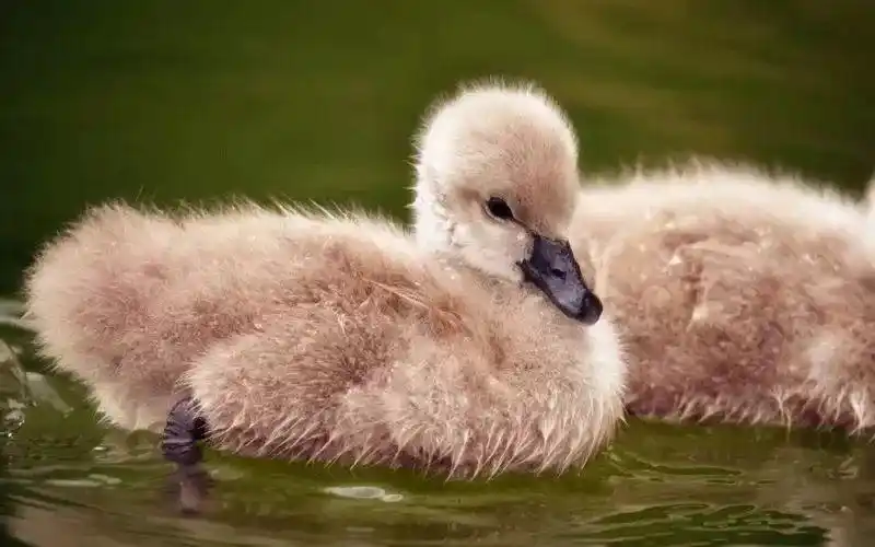 这只丑小鸭变成了美丽的天鹅最后的故事我们也都知道了常常受到其他小