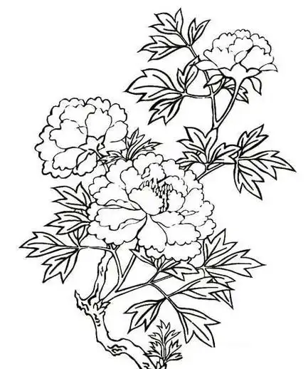 娇艳的牡丹花简笔画图片大全