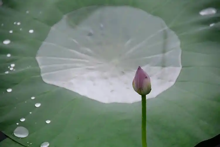 雨后的荷叶上沾满了露珠,好像一颗颗晶莹透明的珍珠滚来滚去.