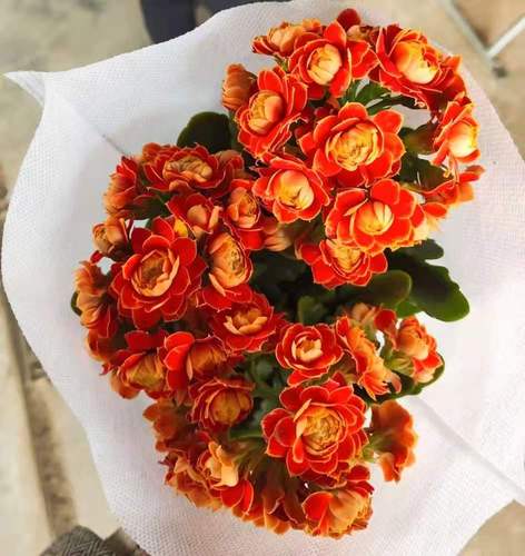 金狐狸长寿花大花朵盆栽重瓣稀有新品种进口巴黎长寿花特种颜色