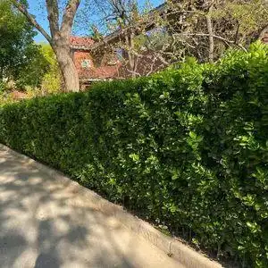 冬青树苗北海道树苗北海道黄杨苗大叶黄杨绿篱篱笆苗四季常青绿篱