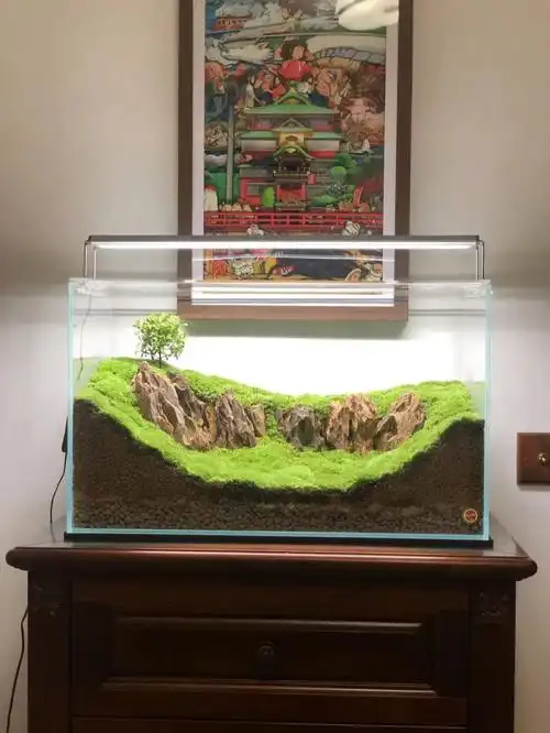 苔藓缸微景观作品天坑