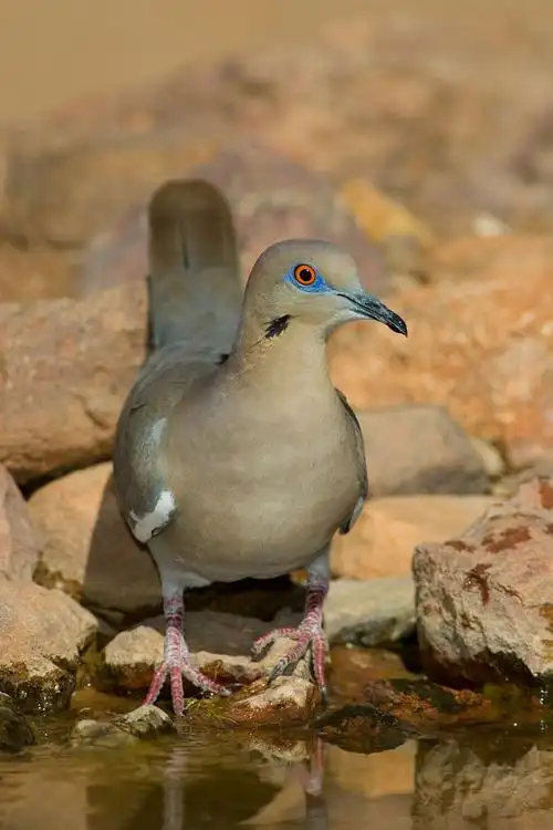 鸽形目鸽鸠科斑鸠属白翅斑鸠